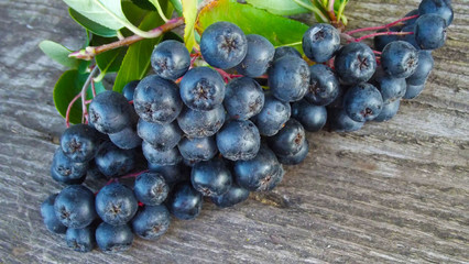 Ripe and healthy chokeberry on wooden background.