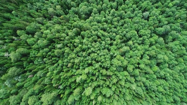 A view from above of wildlife. Panoramic view of the forest thicket in the summer. Panoramic aerial view.