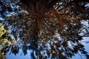 Blick in die Baumkrone von unten | naturdenkmal | alter Baum 