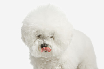 A dog of Bichon frize breed isolated on white color studio