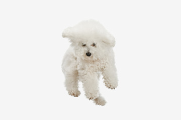 A dog of Bichon frize breed isolated on white color studio