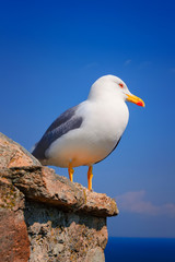 Seagull