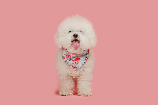 A dog of Bichon frize breed isolated on pink color studio