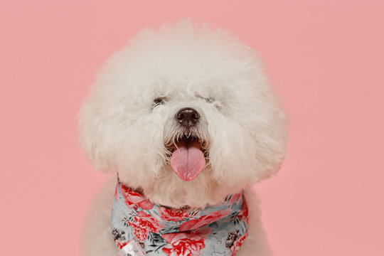A dog of Bichon frize breed isolated on pink color studio