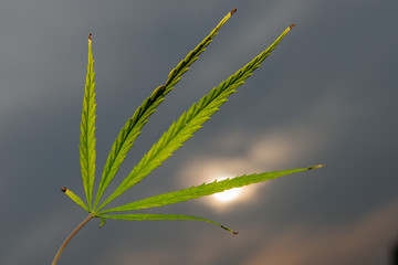 marijuana