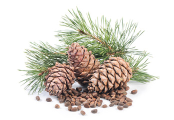 Fototapeta premium Cedar branch with cones close up