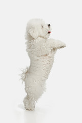 A dog of Bichon frize breed isolated on white color studio