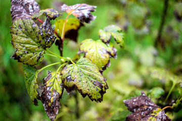 Dying green leaves on plants, flora in nature outdoors, bush leaves fading, plant disease concept
