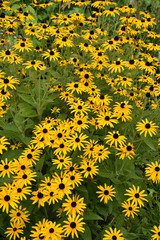 Rudbeckias jaunes