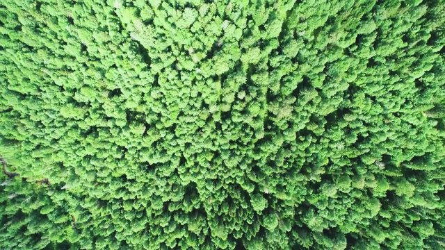 A view from above of wildlife. Panoramic view of the forest thicket in the summer. Panoramic aerial view.