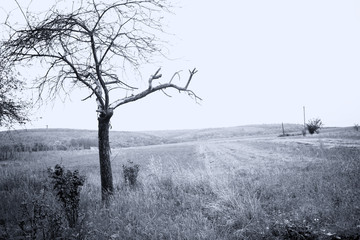 Lone dead tree in autumn field, dry tree standing alone in countryside, horror concept