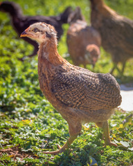 Young chicken
