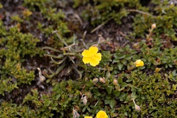 Flower of the cinquefoil Potentilla aurea