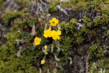 Flower of the cinquefoil Potentilla aurea