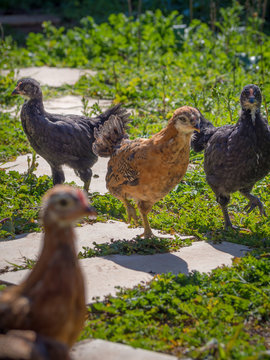 รูปภาพChicklet – เลือกดูภาพถ่ายสต็อก เวกเตอร์ และวิดีโอ253 | Adobe Stock