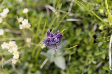 Blossoms of an alpine bartsia (Bartsia alpina)