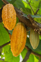 Organic cocoa fruit pods in nature. Cacao Tree.