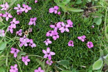 Fototapeta na wymiar Flowers of moss campion (Silene acaulis)