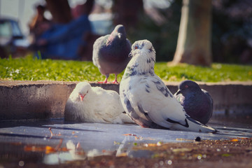 Pigeons in a water pond