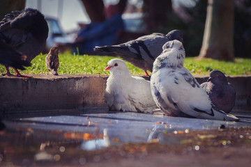 Fototapeta premium Pigeons in a water pond