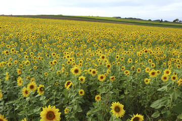 Obraz premium Sonnenblumenfeld 