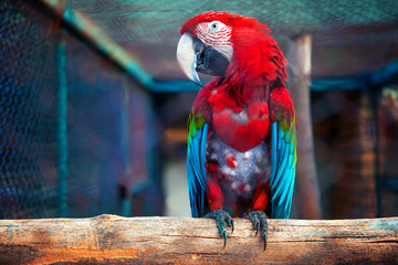 Fototapeta premium close up portrait of Ara Macao parrot