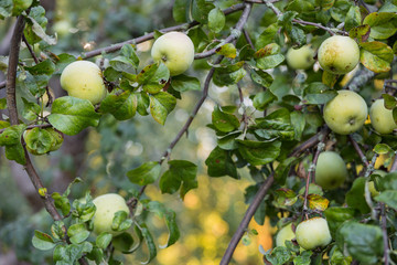 A bunch of ripe green apple varieties Antonovka on a branch. Vertical photo.