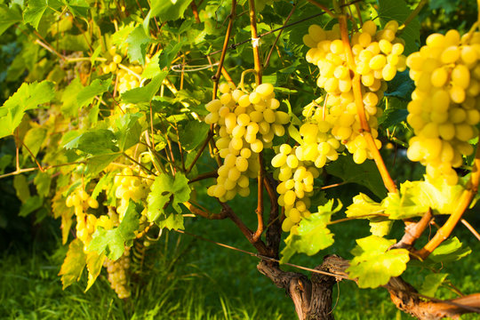 White grapes on a bush in the summer outdoors