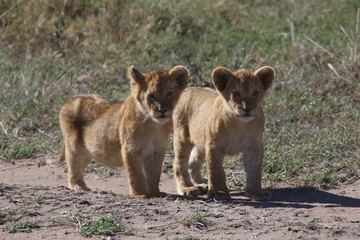 ライオンの兄弟　Lion brothers