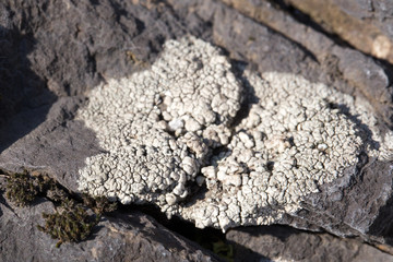 Hammered Shield Lichen or Waxpaper lichen on rock