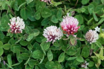 Flowers of the clover Trifolium pratense var.frigidum