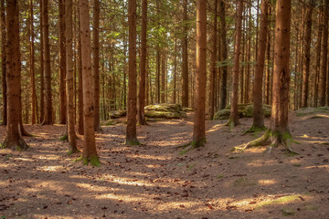 Wald in Österreich in natürlichen ruhigen Farben