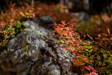 Bright yellow and red autumn in the mountains. Kavkaz. Dombay.