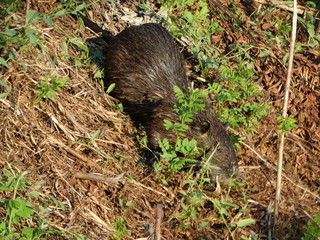 nutria
