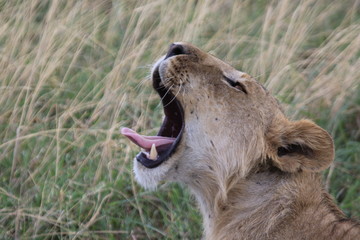 あくびライオン