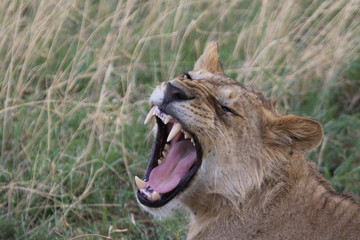 あくびライオン