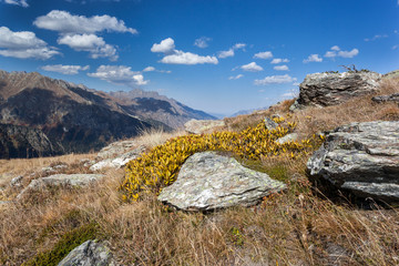 Fototapeta premium Bright yellow and red autumn in the mountains. Kavkaz. Dombay.