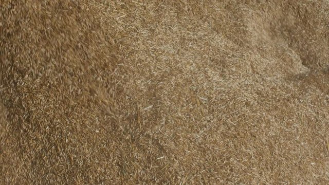 grains or corns of oat in the heap, agriculture