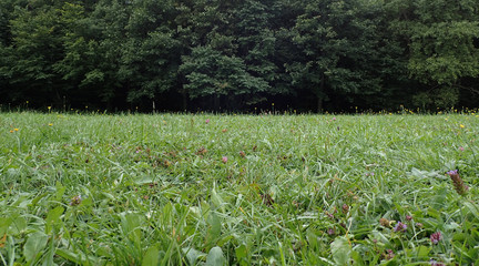 green meadow grass