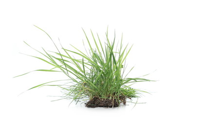Green grass with dirt isolated on white background and texture