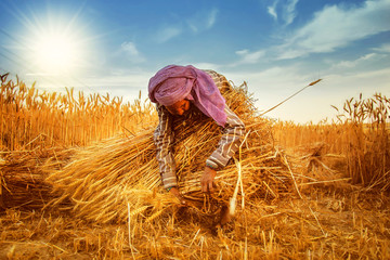 woman making bundles of wheat