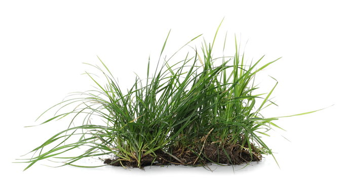 Green Grass With Dirt Isolated On White Background And Texture