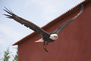 Captive american bald eagle (Haliaeetus leucocephalus) in flight