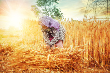 woman making bundles of wheat