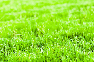 Bright green fresh grass background photo