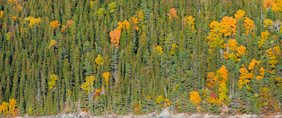 Autumn Norwegian mixed forest texture