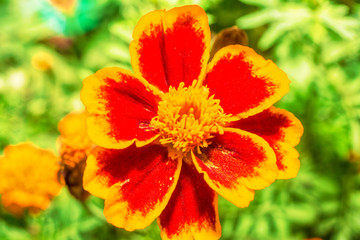 Macro photo of a carnation