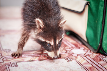 portrait of little playful racoon animal, close up