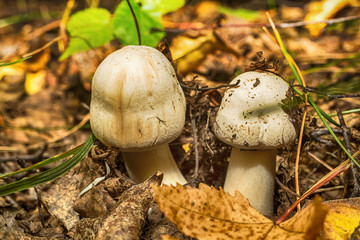 Macro photo of a mushroom