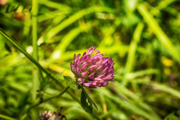 Fototapeta premium Macro photo clover flower close-up